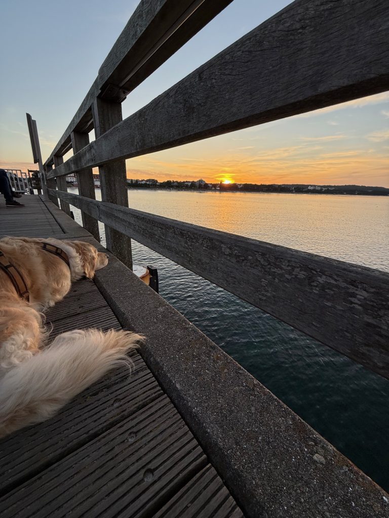 Sansa – Hund zu Gast in einer Ferienwohnung in Binz