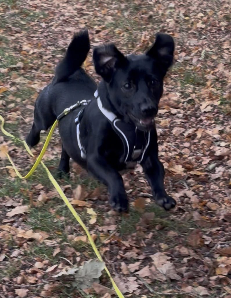 Tino – Hund zu Gast in einer Ferienwohnung in Binz