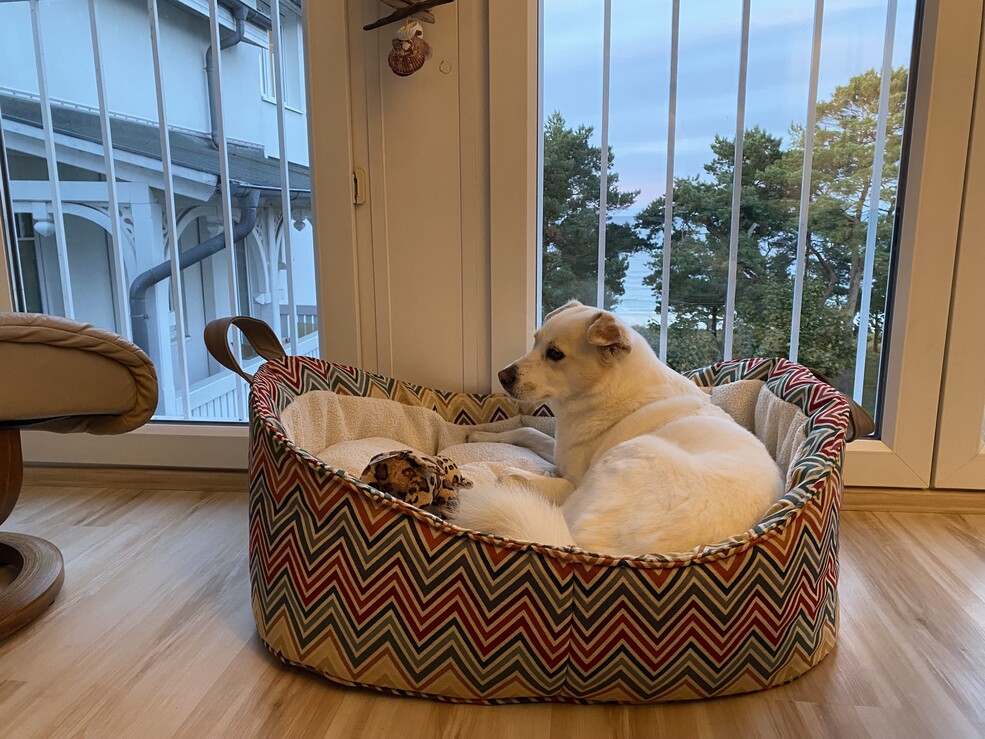 Mina – Hund zu Gast in einer Ferienwohnung in Binz