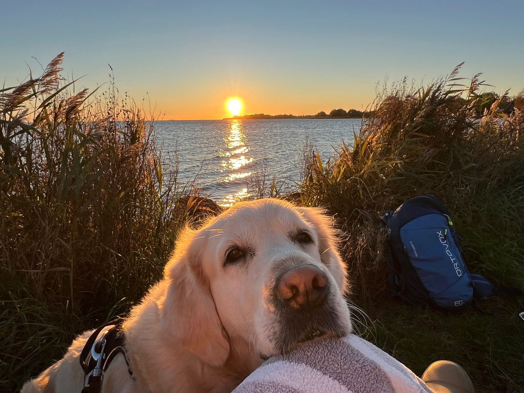 LIZZY – Hund zu Gast in einer Ferienwohnung in Binz
