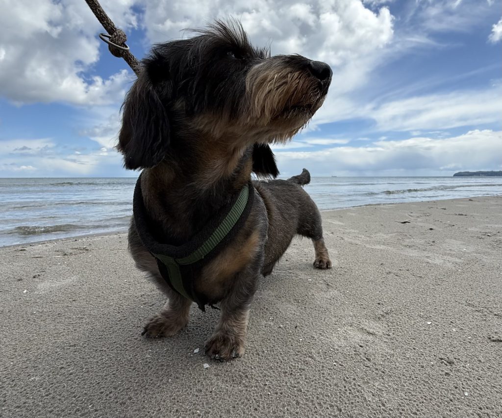 Mr.Paulick – Hund zu Gast in einer Ferienwohnung in Binz