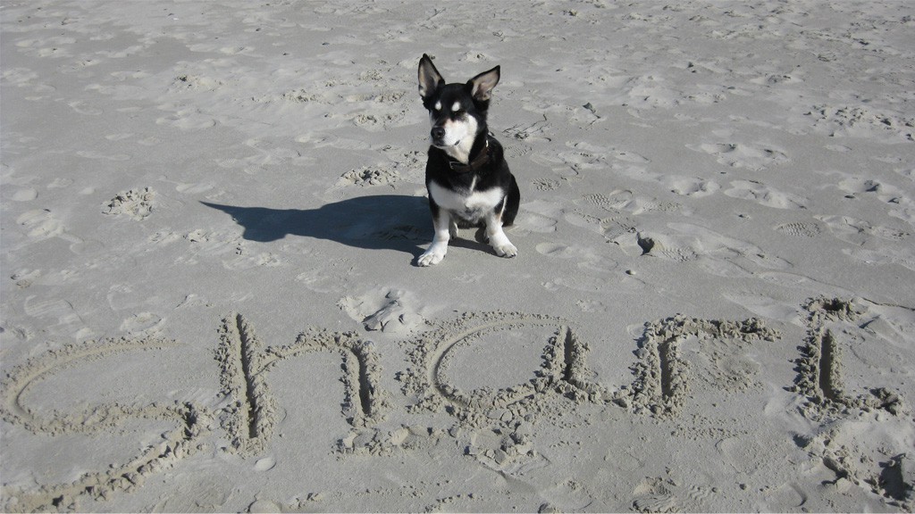 Shari – Hund zu Gast in einer Ferienwohnung in Binz