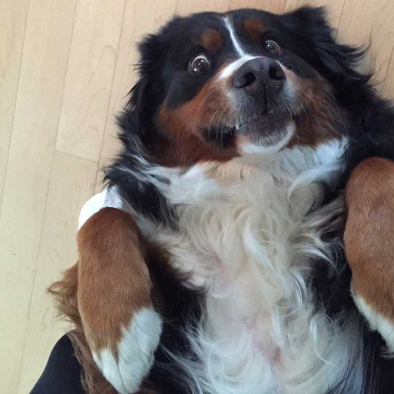 Cleo – Hund zu Gast in einer Ferienwohnung in Binz