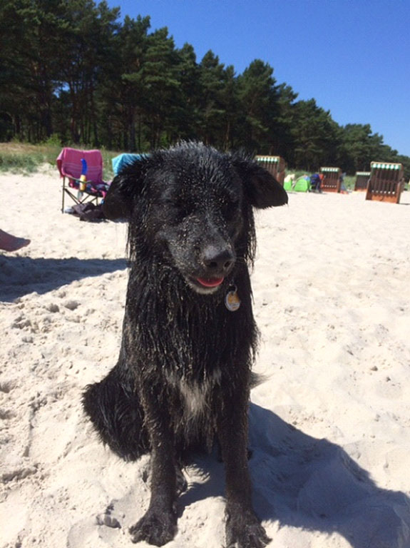 Sam – Hund zu Gast in einer Ferienwohnung in Binz