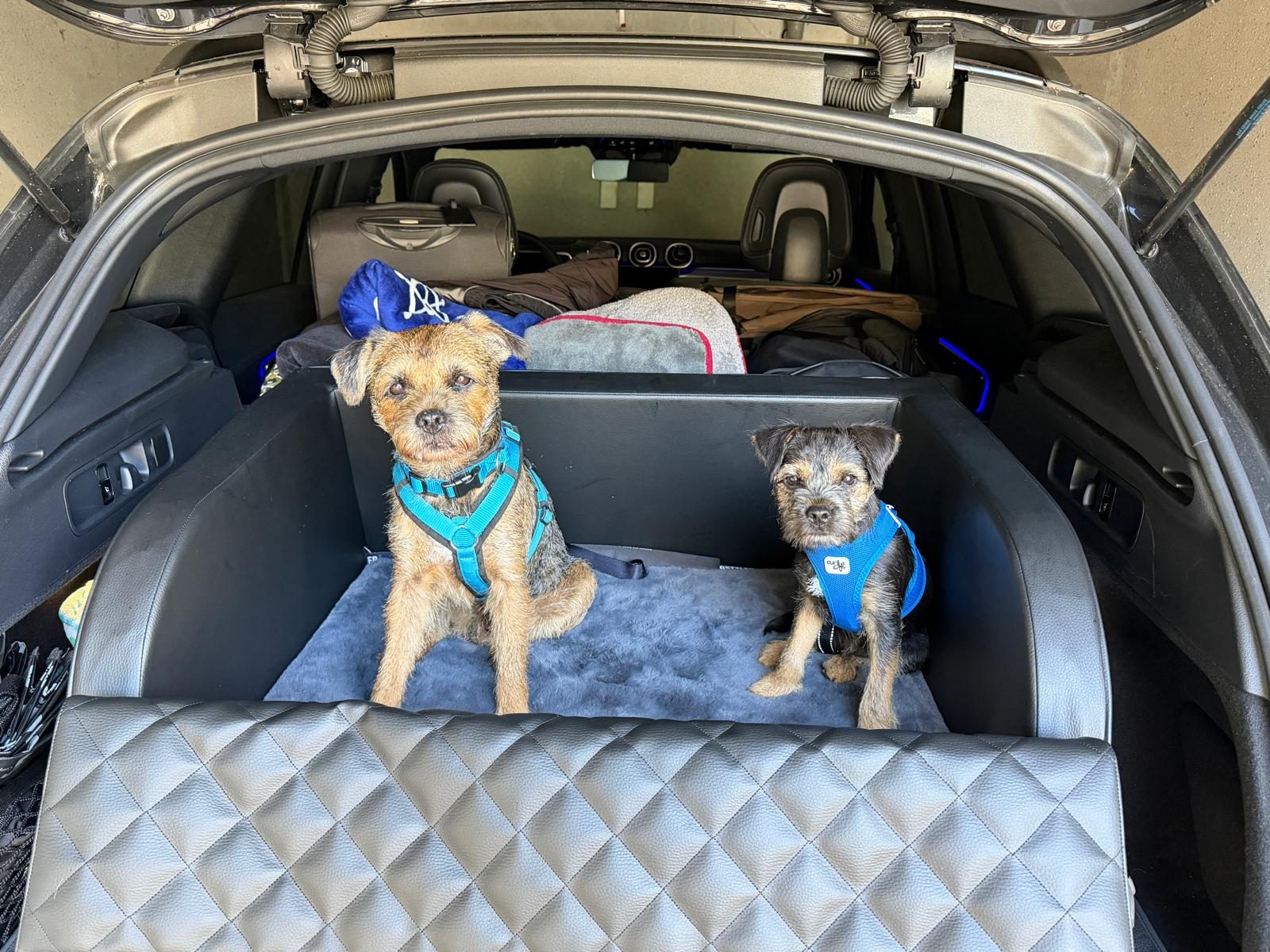 Enzo und Merlin – Hund zu Gast in einer Ferienwohnung in Binz