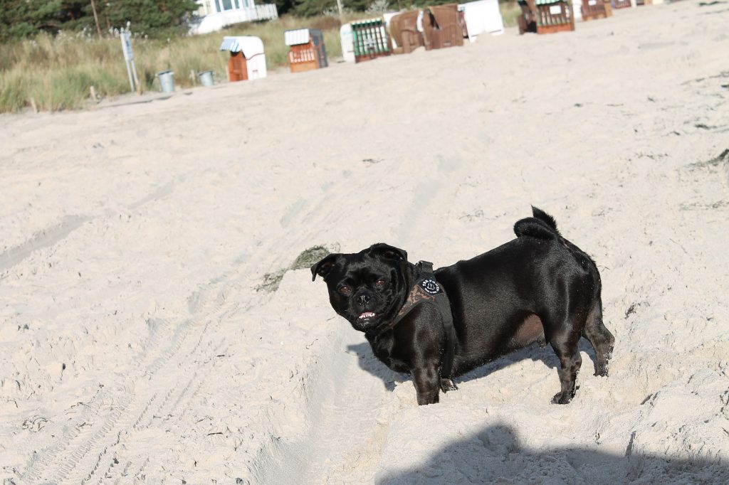 Foto: Mambo
