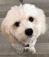 Foto: Barney