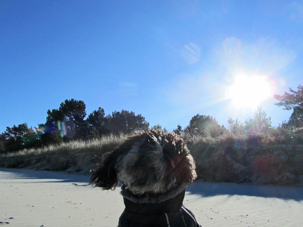 Hund mit lockigem grauem Fell im Wind am Strand von Rügen, dahinter Dünen und Kiefern unter blauem Himmel